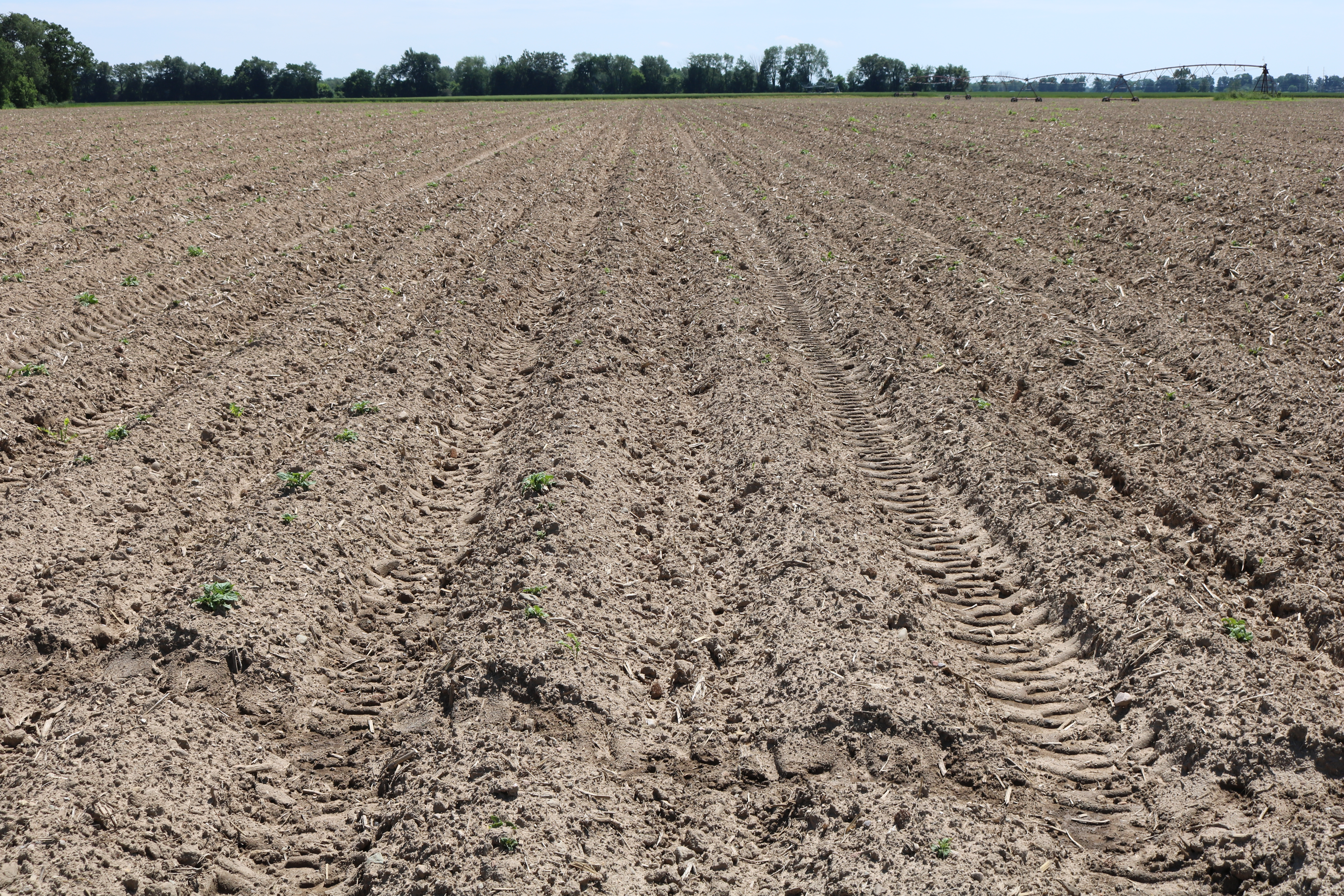 Emerging potatoes in field